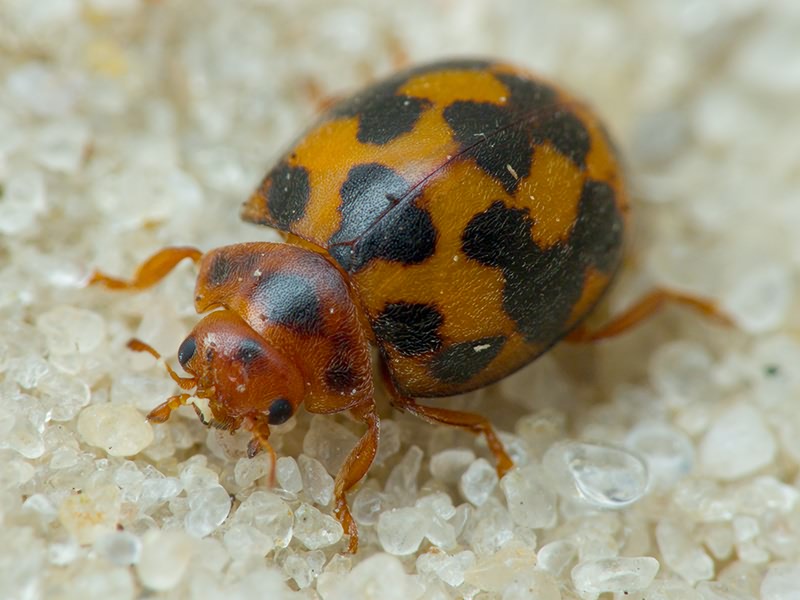 Subcoccinella vigintiquatuorpunctata (Linnaeus, 1758)